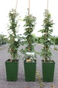 Rosa 'Guirlande d'Amour®' cont. 4L haut 80-100 cm +p