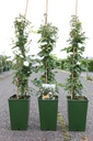 Rosa 'Guirlande d'Amour®' cont. 4L hoog 80-100 cm +p