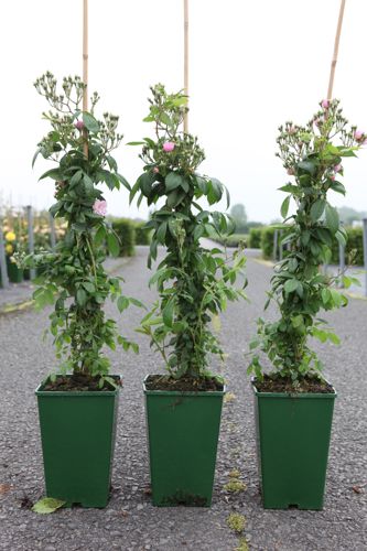 [P] Rosa 'Guirlande Rose®' cont. 4L hoog 60-80 cm +p