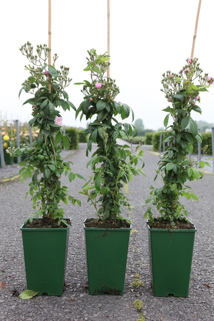 Rosa 'Guirlande Rose®' cont. 4L hoog 60-80 cm +p