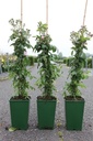 Rosa 'Guirlande Rose®' cont. 4L high 60-80 cm +ф