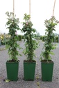 Rosa 'Guirlande Rose®' cont. 4L hoog 60-80 cm +p