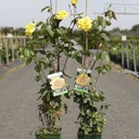 Rosa 'Golden Showers' cont. 4L hoch 80-100 cm +B