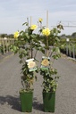 Rosa 'Golden Showers' cont. 4L hoog 80-100 cm +f