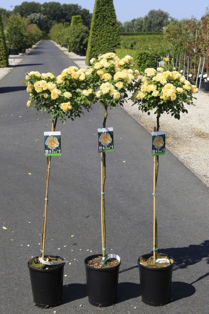 [P] Rosa 'Lucky' cont. 7L high 100 cm standard +p