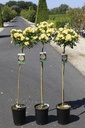 Rosa 'Lucky' cont. 7L high 100 cm standard +p