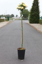 Rosa 'Lucky' cont. 7L hoch 100 cm Stamm +B