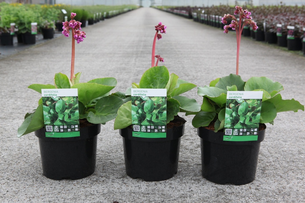 Bergenia cordifolia cont. 3,6L +ф