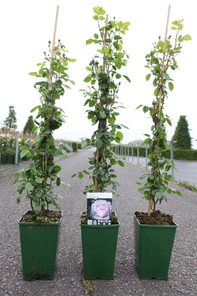 Rosa 'New Dawn' cont. 4L high 80-100 cm +ф