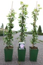 Rosa 'New Dawn' cont. 4L high 80-100 cm +ф