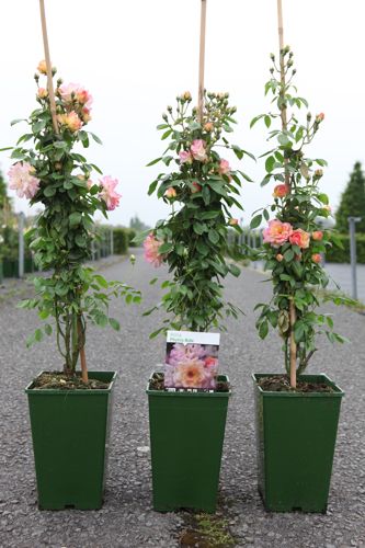 [P] Rosa 'Phyllis Bide' cont. 4L hoch 80-100 cm +B