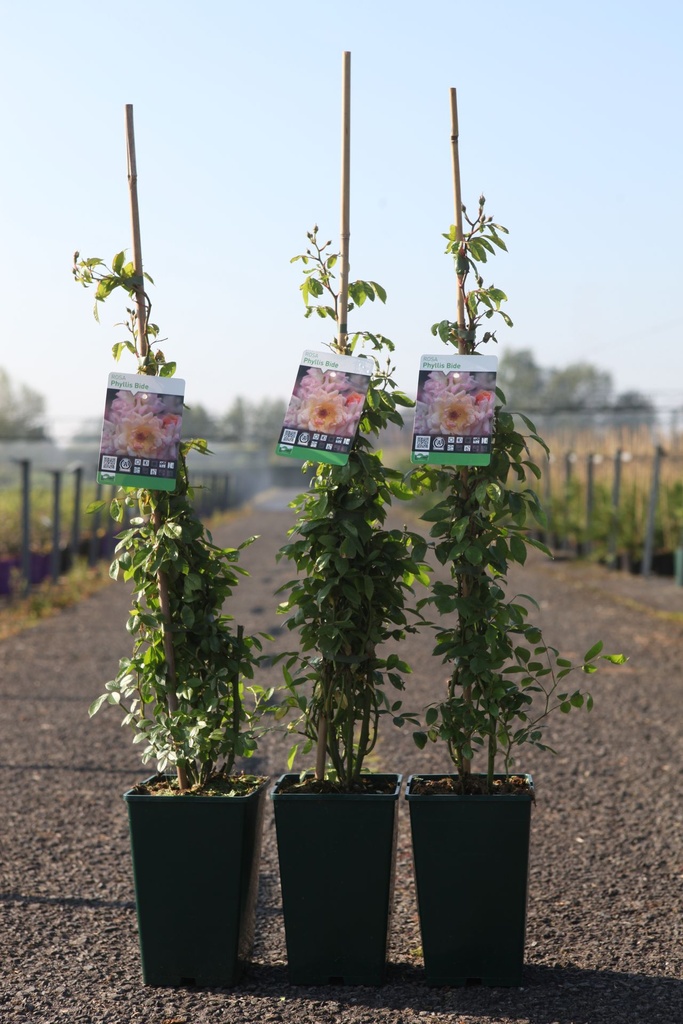 Rosa 'Phyllis Bide' cont. 4L hoch 80-100 cm +B