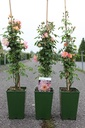 Rosa 'Phyllis Bide' cont. 4L haut 80-100 cm +p