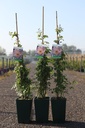 Rosa 'Phyllis Bide' cont. 4L hoog 80-100 cm +f