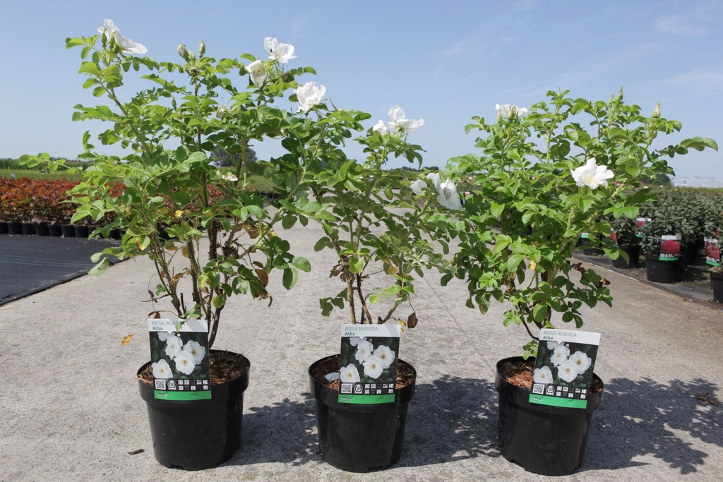 Rosa rugosa 'Alba' cont. 3,6L 40-50 cm +B