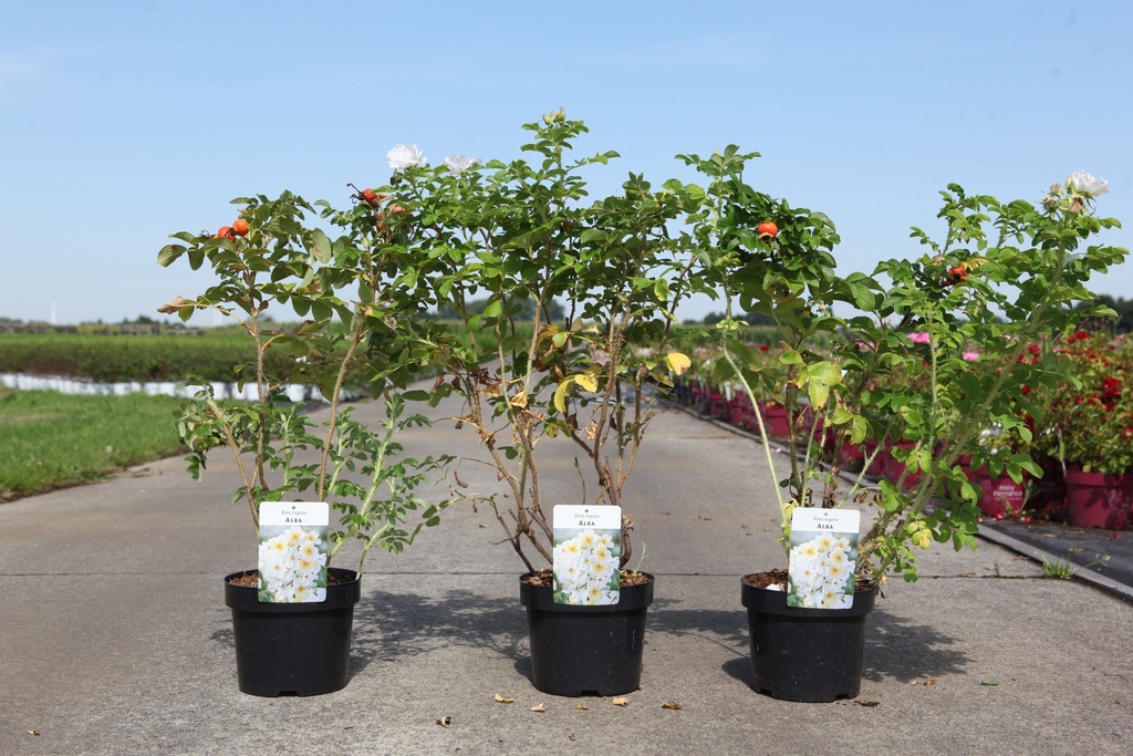 Rosa rugosa 'Alba' cont. 3,6L 40-50 cm +f