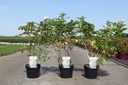 Rosa rugosa 'Alba' cont. 3,6L 40-50 cm +B