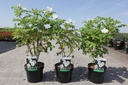 Rosa rugosa 'Alba' cont. 3,6L 40-50 cm +p