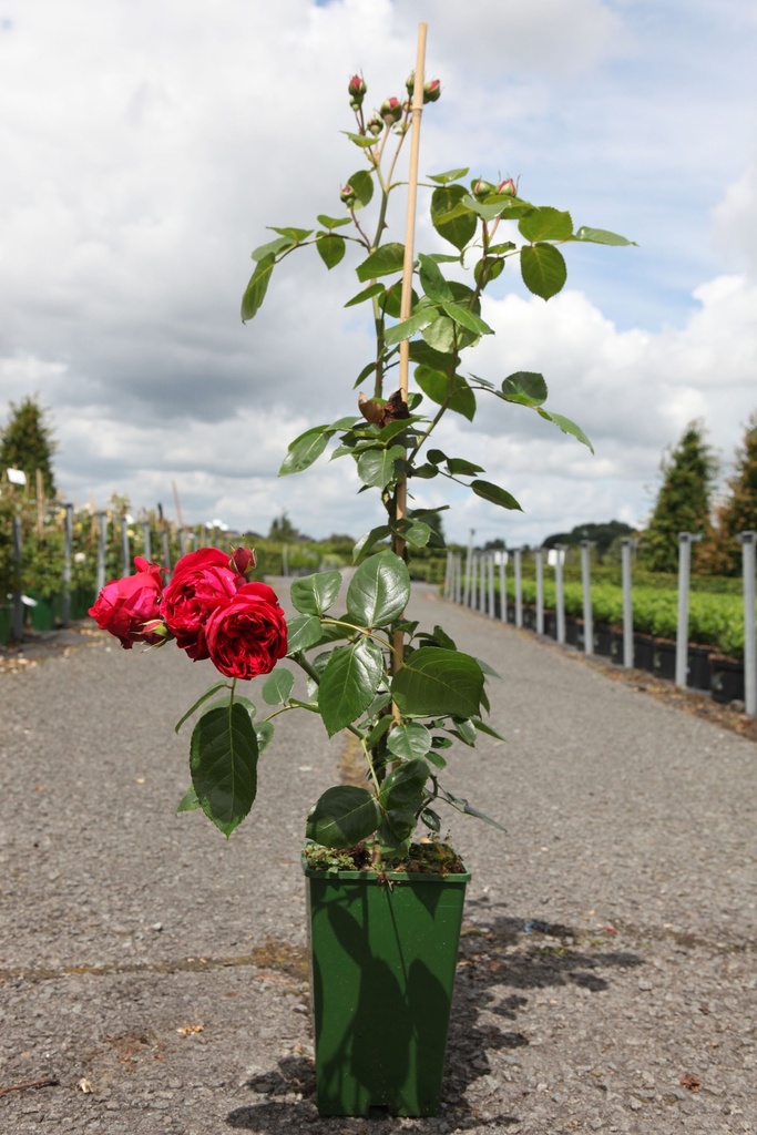 Rosa RED EDEN ROSE® cont. 4L hoog 80-100 cm +p
