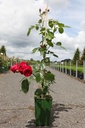 Rosa RED EDEN ROSE® cont. 4L high 80-100 cm +ф
