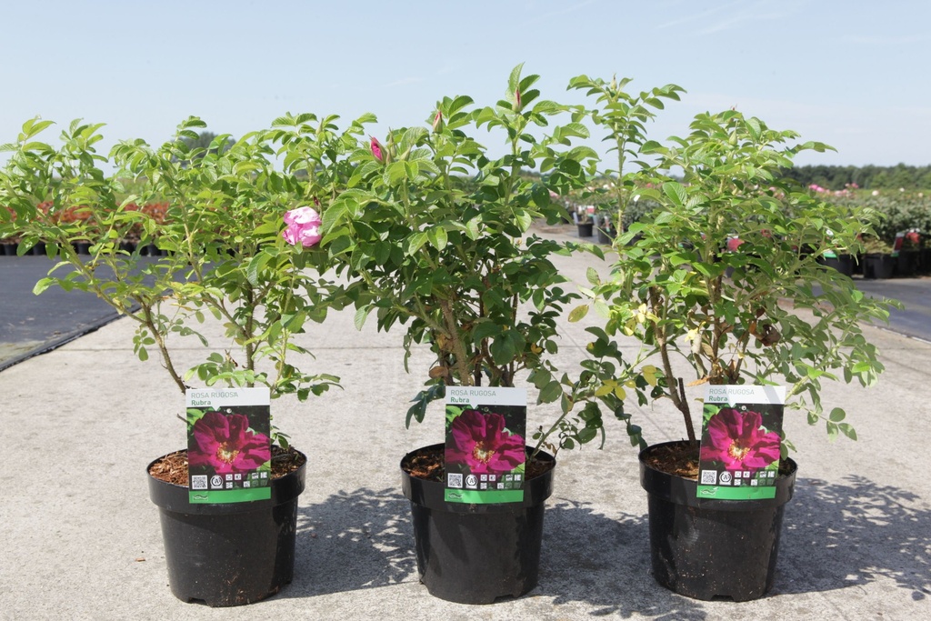 Rosa rugosa 'Rubra' cont. 3,6L 40-50 cm +ф