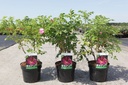 Rosa rugosa 'Rubra' cont. 3,6L 40-50 cm +p