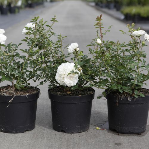 [P] Rosa 'Sea Foam' cont. 3,6L 30/+ cm +B