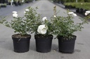 Rosa 'Sea Foam' cont. 3,6L 30/+ cm +p