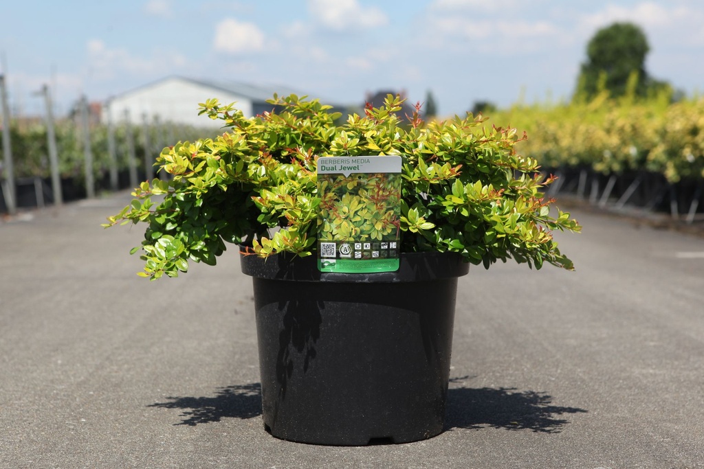 Berberis media 'Dual Jewel' (PBR) cont. 10L 40/+ cm +ф