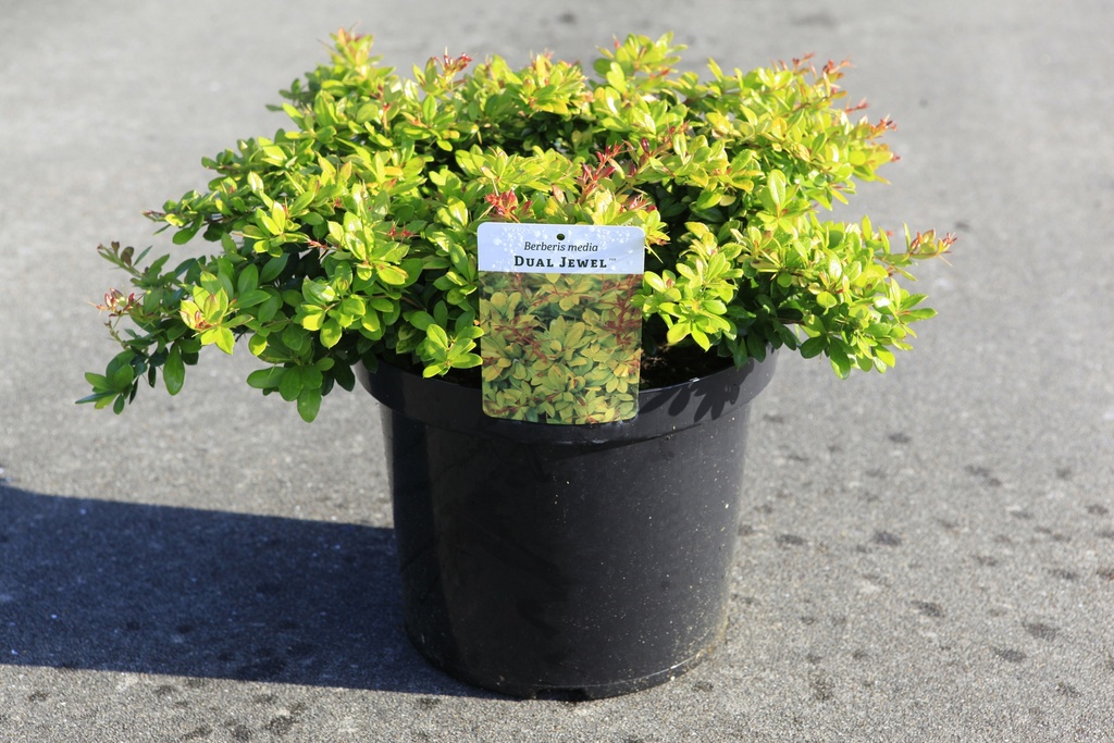 Berberis media 'Dual Jewel' (PBR) cont. 10L 40/+ cm +B