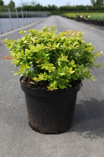 [P] Berberis media 'Dual Jewel' (PBR) cont. 10L 40/+ cm +p