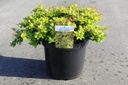 Berberis media 'Dual Jewel' (PBR) cont. 10L 40/+ cm +B