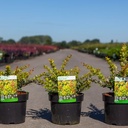 Berberis media 'Dual Jewel' (PBR) cont. 3,6L 30-40 cm +ф