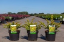 Berberis media 'Dual Jewel' (PBR) cont. 3,6L 30-40 cm +ф