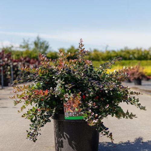 Berberis media 'Red Jewel' cont. 10L 40-50 cm +ф