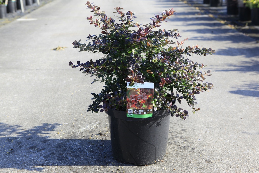 [P] Berberis media 'Red Jewel' cont. 10L 40-50 cm +B