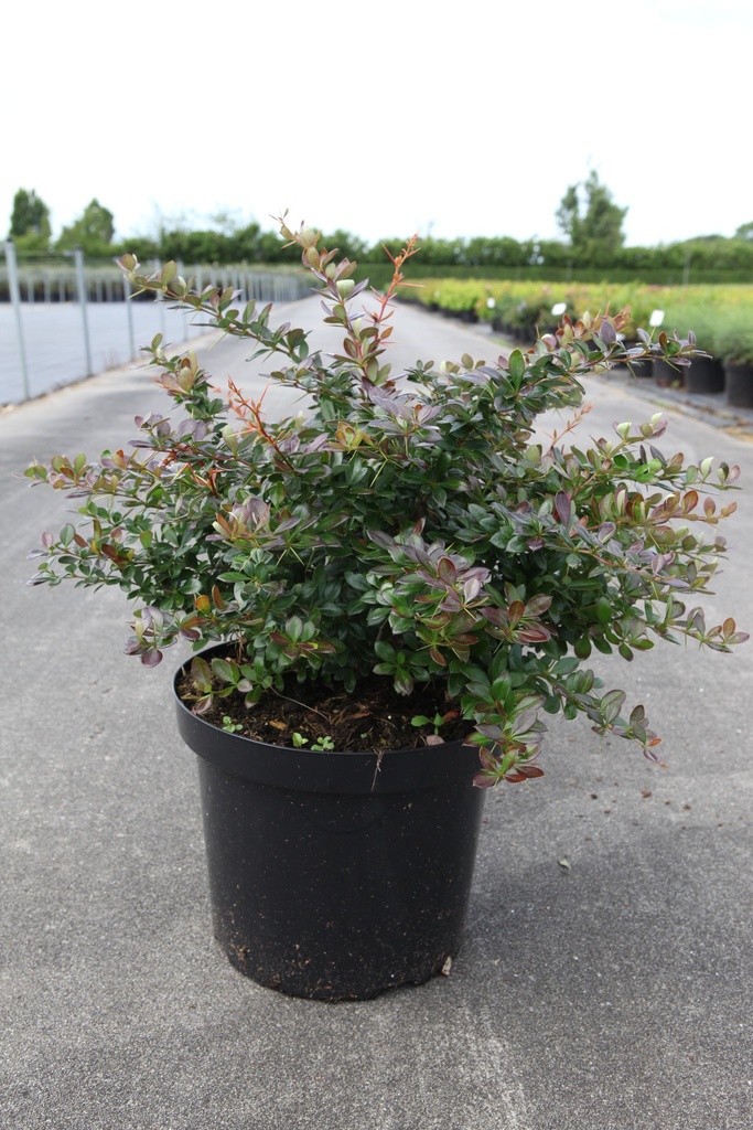 Berberis media 'Red Jewel' cont. 10L 40-50 cm +f