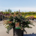 Berberis media 'Red Jewel' cont. 10L 40-50 cm +B