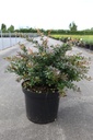 Berberis media 'Red Jewel' cont. 10L 40-50 cm +f