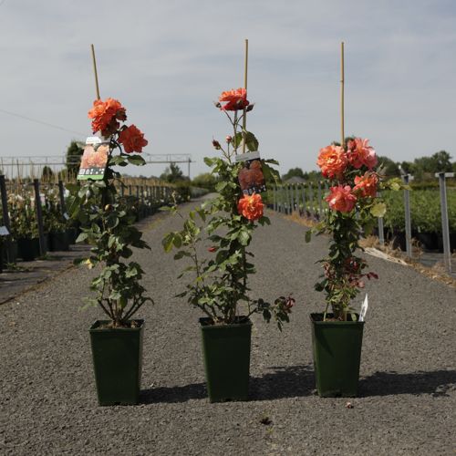 [P] Rosa 'Westerland' cont. 4L hoch 80-100 cm +B