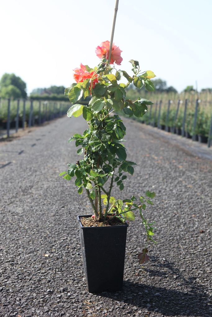 Rosa 'Westerland' cont. 4L hoog 80-100 cm +f