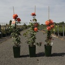 Rosa 'Westerland' cont. 4L hoog 80-100 cm +p