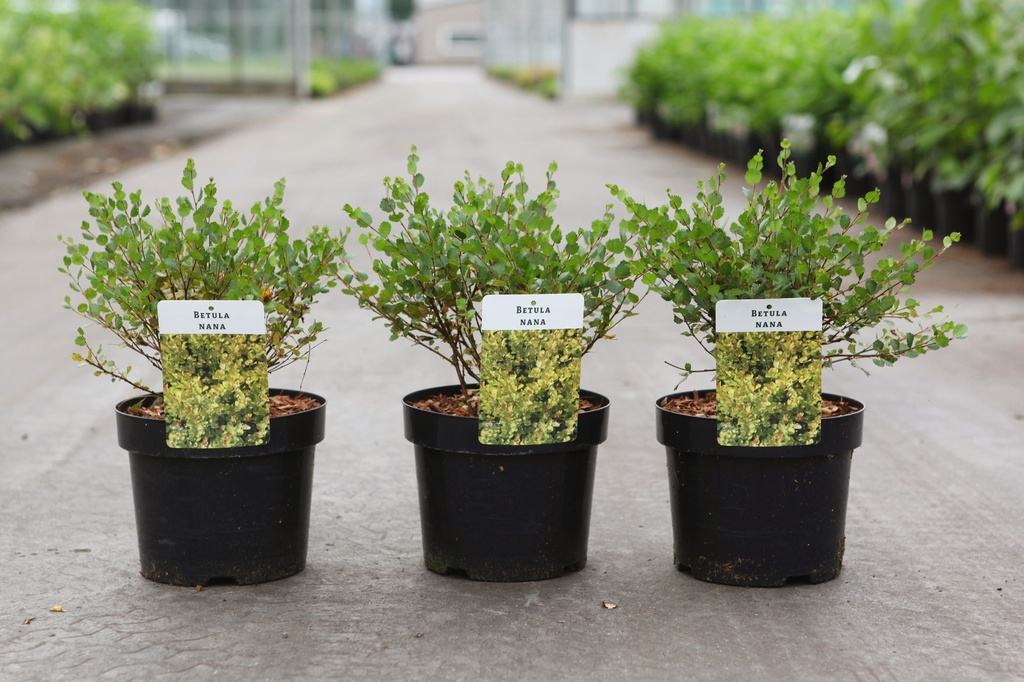 [P] Betula nana cont. 3,6L 30-40 cm +B