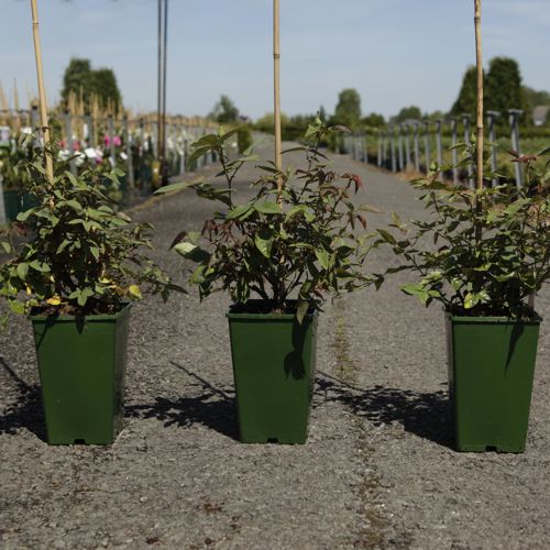 [P] Rosa 'Zéphirine Drouhin' cont. 4L high 80-100 cm +ф