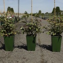 Rosa 'Zéphirine Drouhin' cont. 4L hoog 80-100 cm +p
