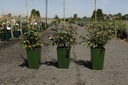 Rosa 'Zéphirine Drouhin' cont. 4L hoog 80-100 cm +p