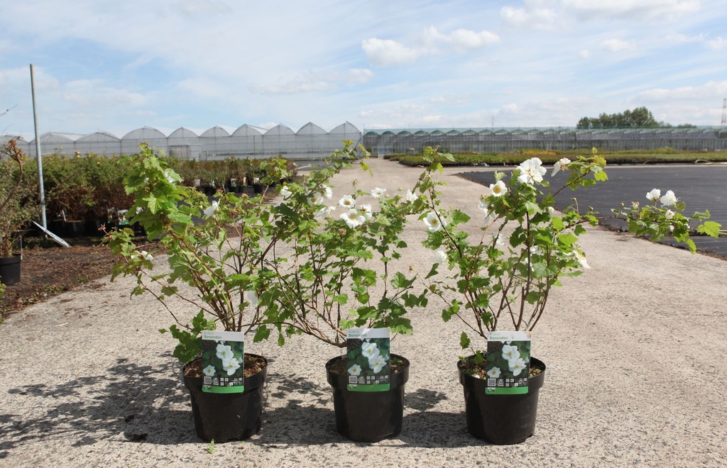 [P] Rubus 'Benenden' cont. 3,6L 50-60 cm +ф