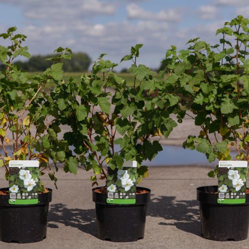 [P] Rubus 'Benenden' cont. 3,6L 50-60 cm +B