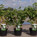 Rubus 'Benenden' cont. 3,6L 50-60 cm +ф