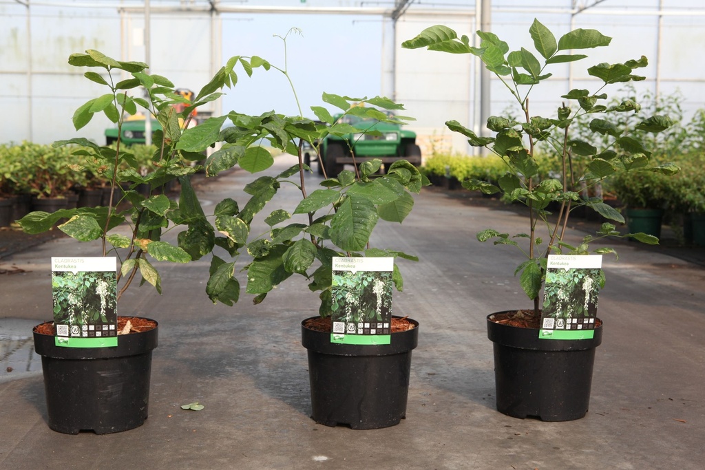 Cladrastis kentukea cont. 3,6L 30-40 cm +p